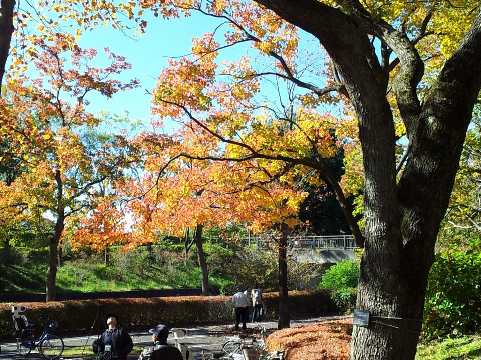 【スポット】黄金色と紅のグラデーション。昭和記念公園の紅葉