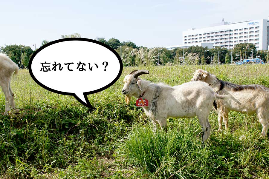 IKEA立川隣のヤギ、ボーボーだった草はいま？