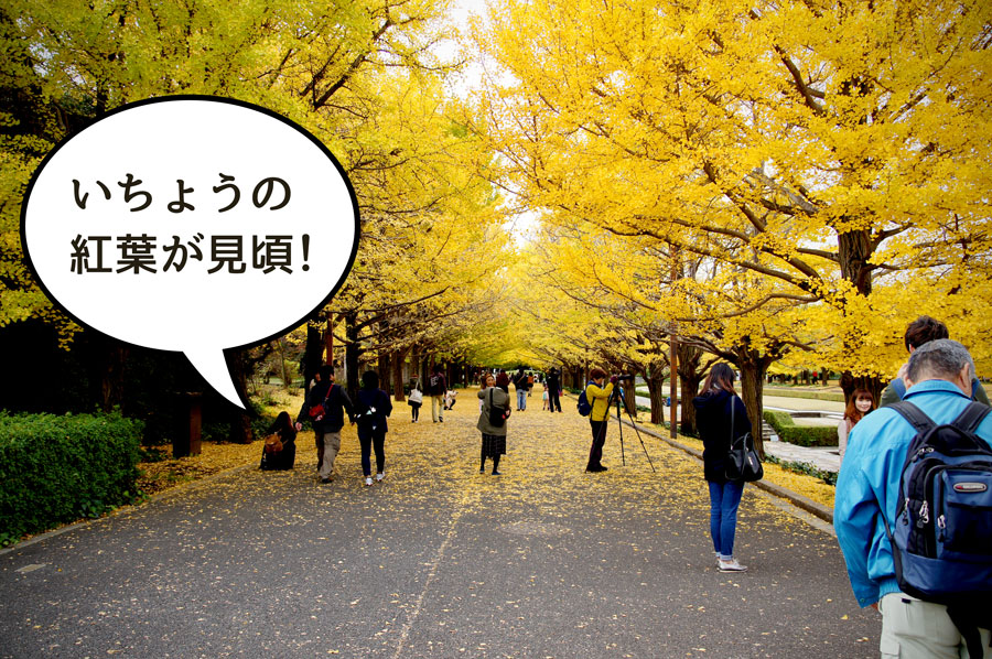昭和記念公園イチョウの紅葉が見頃！