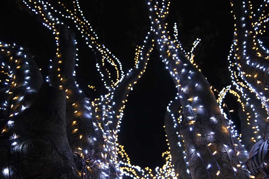 昭和記念公園illumination24