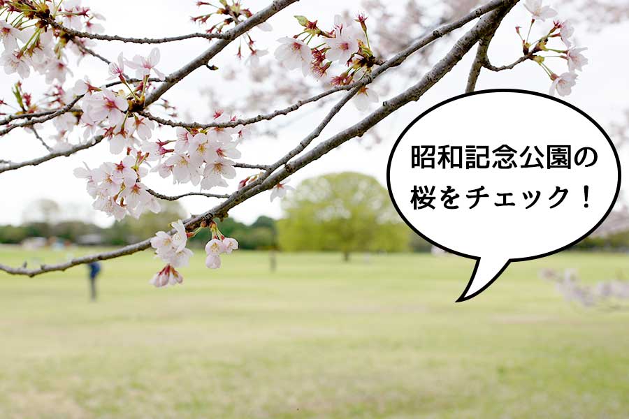 【明日ならイケる！？】花見ラストチャンスかもしれない昭和記念公園の桜をチェックしてきた