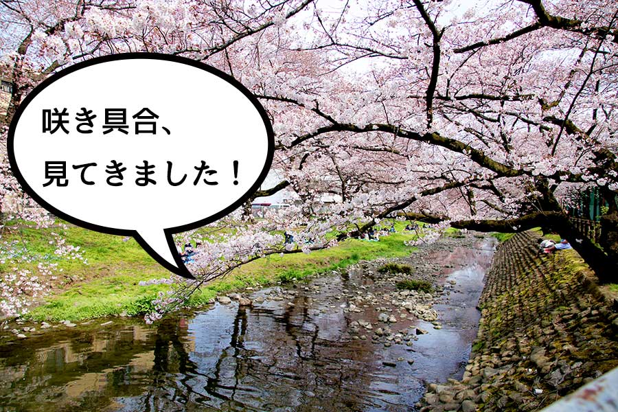 【咲き具合丸わかり】立川桜の名所の咲き具合を見てきた！それにしても根川緑道は最高で最高で最高だ！【便利な地図付】