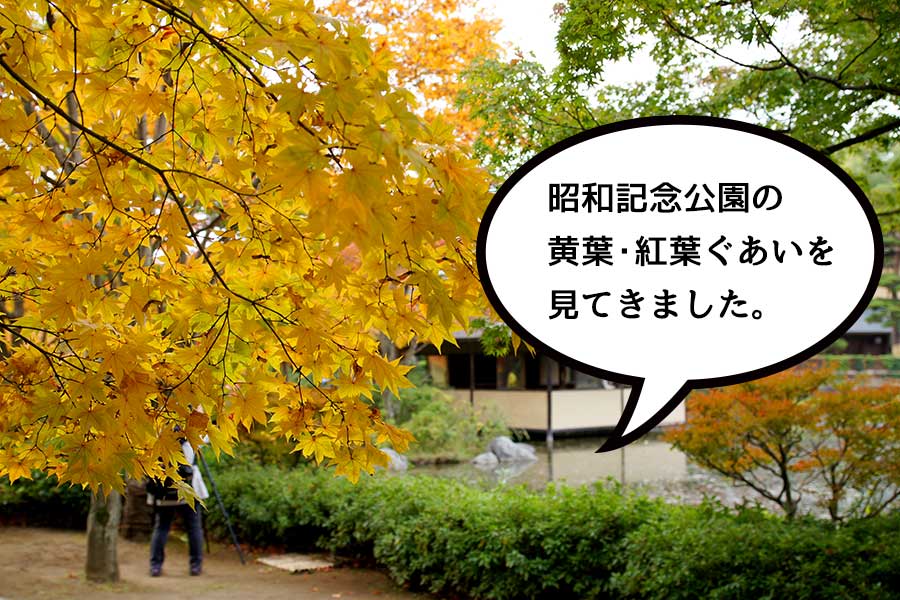 11月8日の昭和記念公園、黄葉・紅葉ぐあいを見に行ってきた！