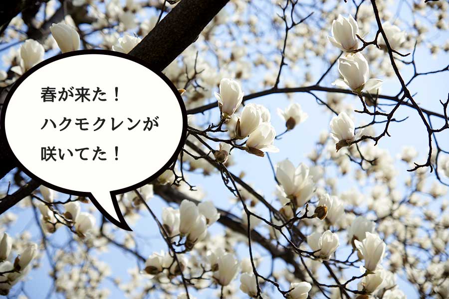 春が来た！真っ白なハクモクレンが咲き始めてた！