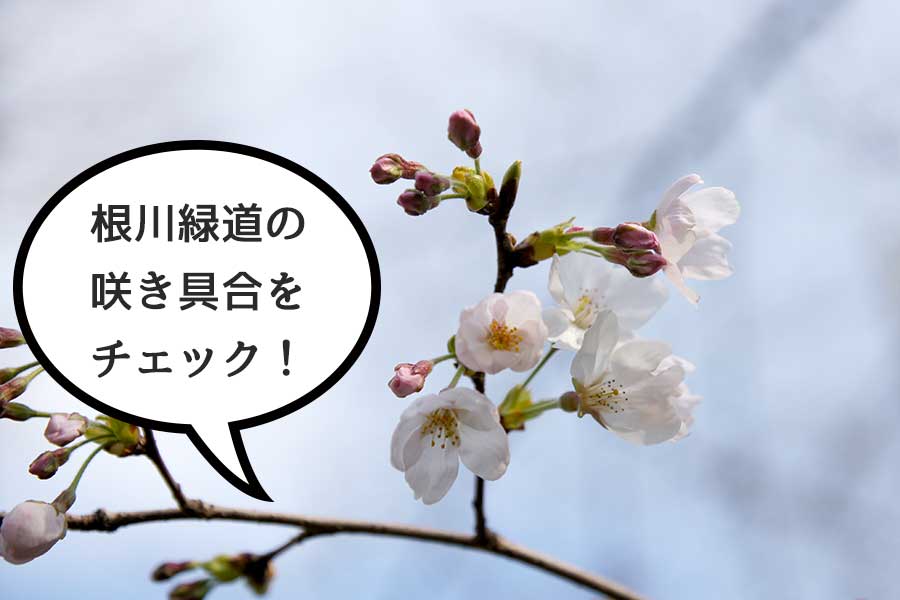 立川市の桜の名所『根川緑道』の3月29日時点の咲き具合を見てきた！