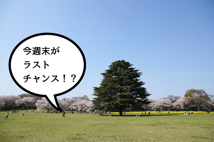 まだいける！？昭和記念公園の桜は今満開！