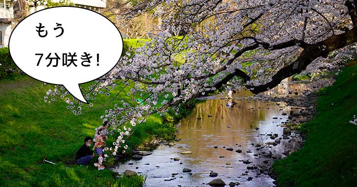 週末まで待って！根川緑道の桜がすでに7分咲きで最高に綺麗