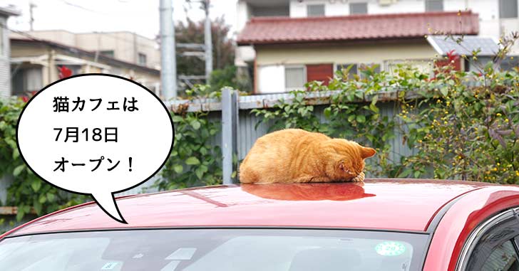 【オープン日決定】立川初！超オシャレで猫まみれになれる『猫カフェMOCHA（モカ）立川店』は7月18日にオープン。フロム中武6階