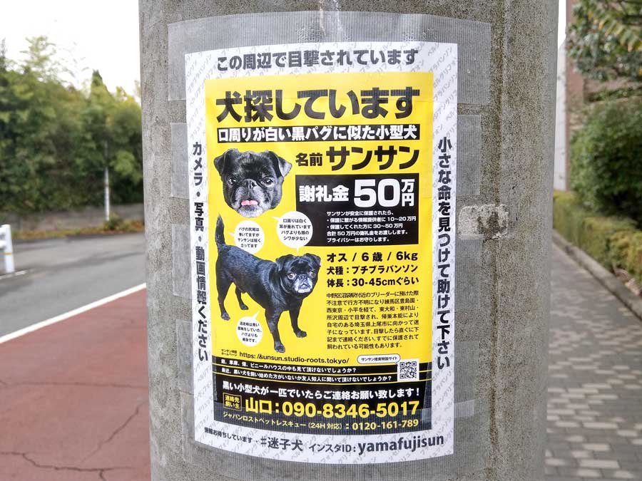 謝礼金50万円 迷子犬を探せ 黒の小型犬プチブラバンソン サンサン が迷子みたい 国立で目撃情報あり いいね 立川