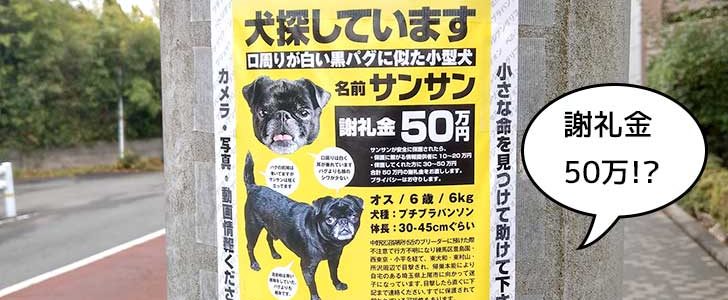 謝礼金50万円 迷子犬を探せ 黒の小型犬プチブラバンソン サンサン が迷子みたい 国立で目撃情報あり いいね 立川