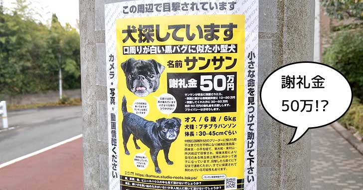 【謝礼金50万円】迷子犬を探せ！黒の小型犬プチブラバンソン「サンサン」が迷子みたい。国立で目撃情報あり