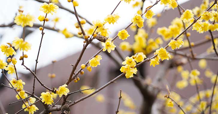 チラホラと早咲きの梅が咲き始めてる【立川フォト】
