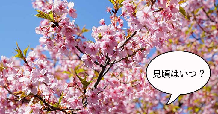 咲いてるかな〜？そろそろ桜の季節なので昭和記念公園の桜をチェックしてきた！