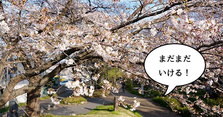 まだいける？立川随一の桜の名所「根川緑道」の咲き具合をチェックしてきた！