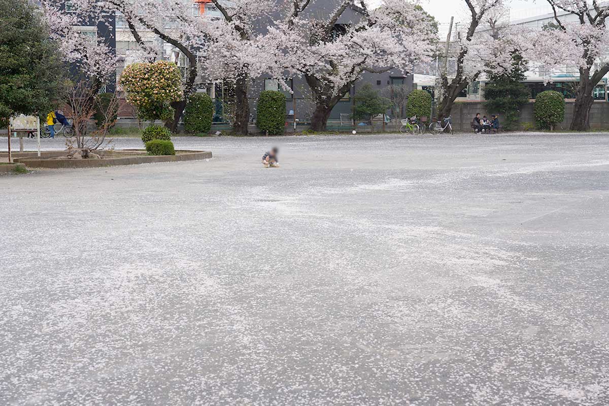 立川桜の名所花見2020