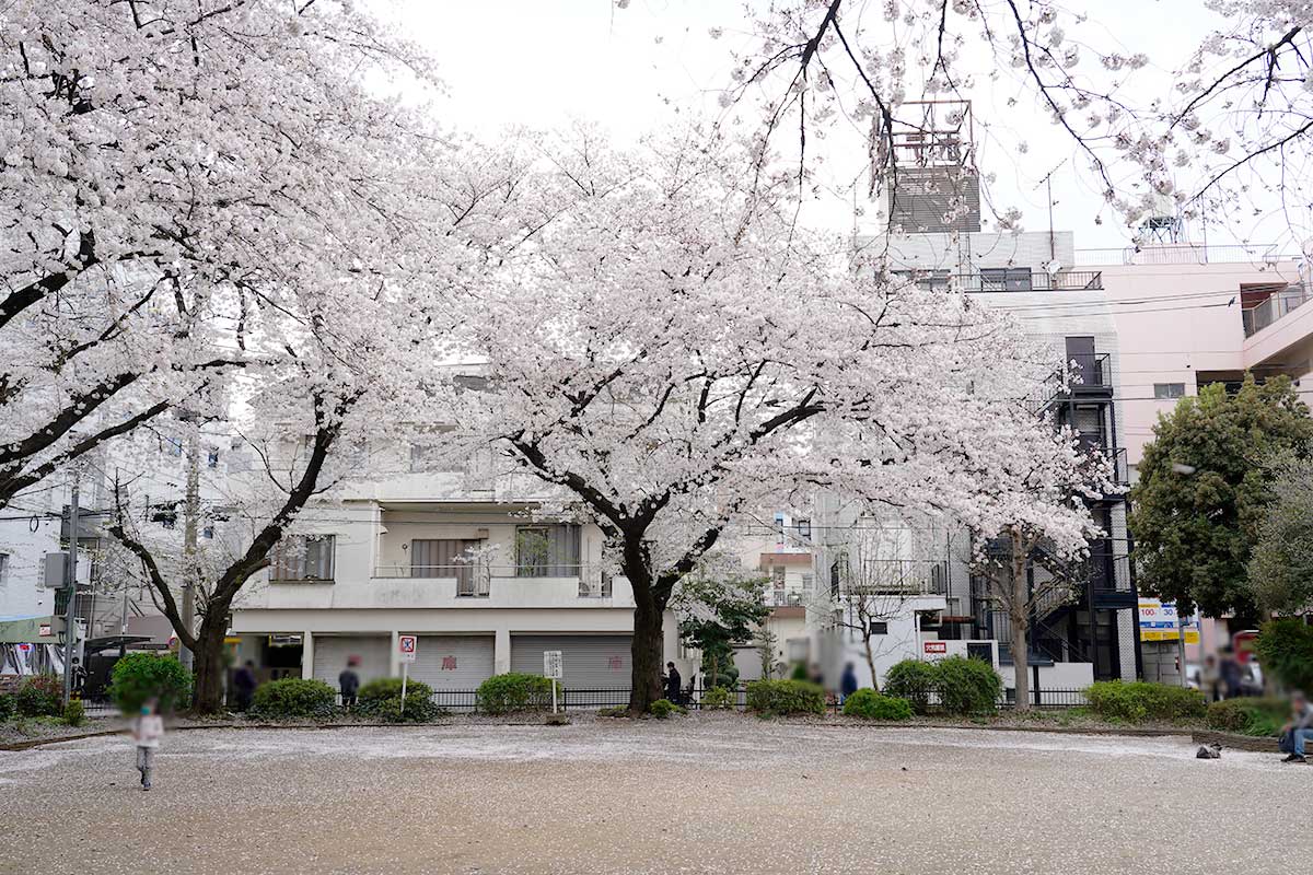 立川桜の名所花見2020