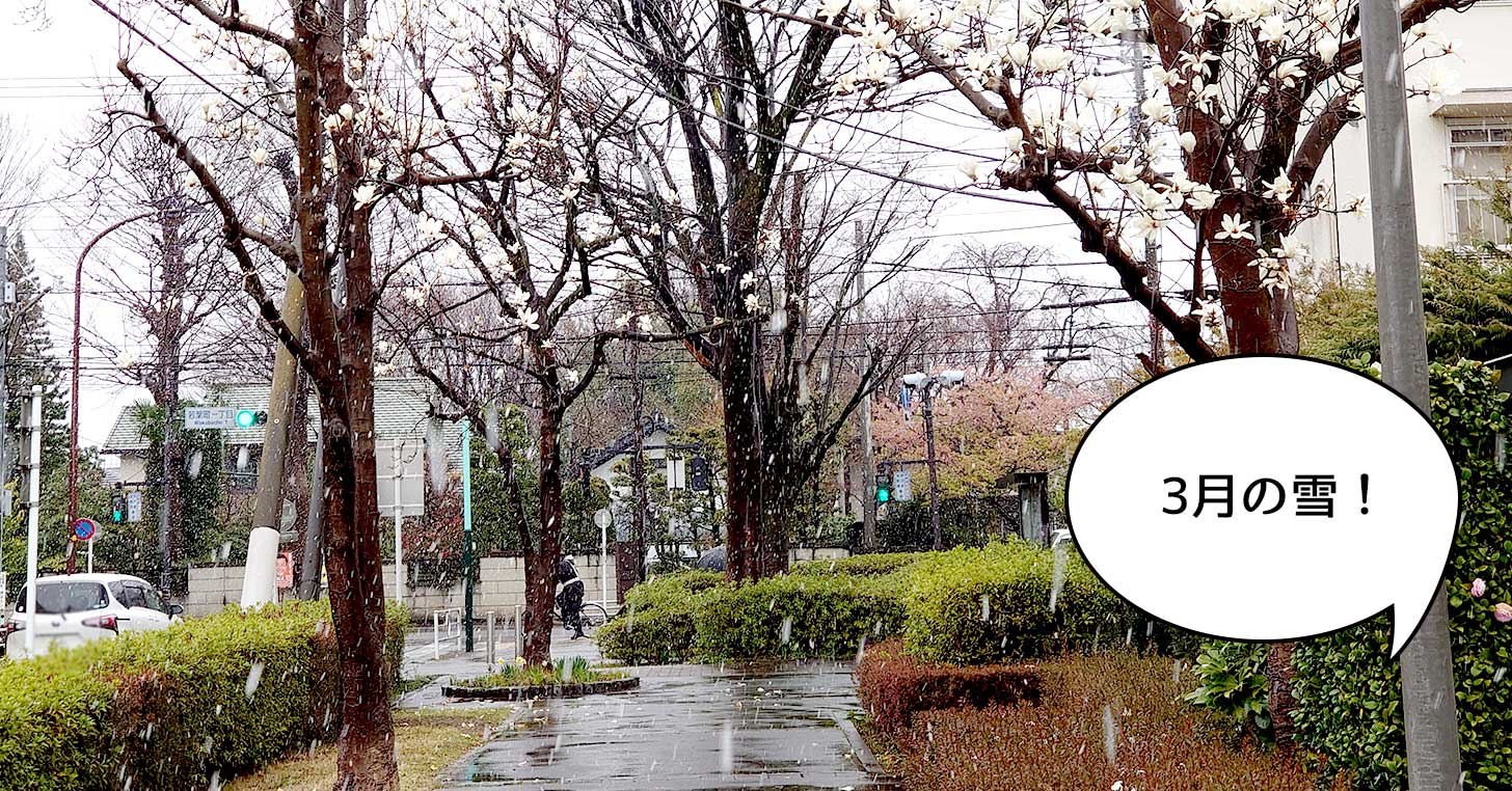 3月中旬の雪！立川市で雪が降ってる
