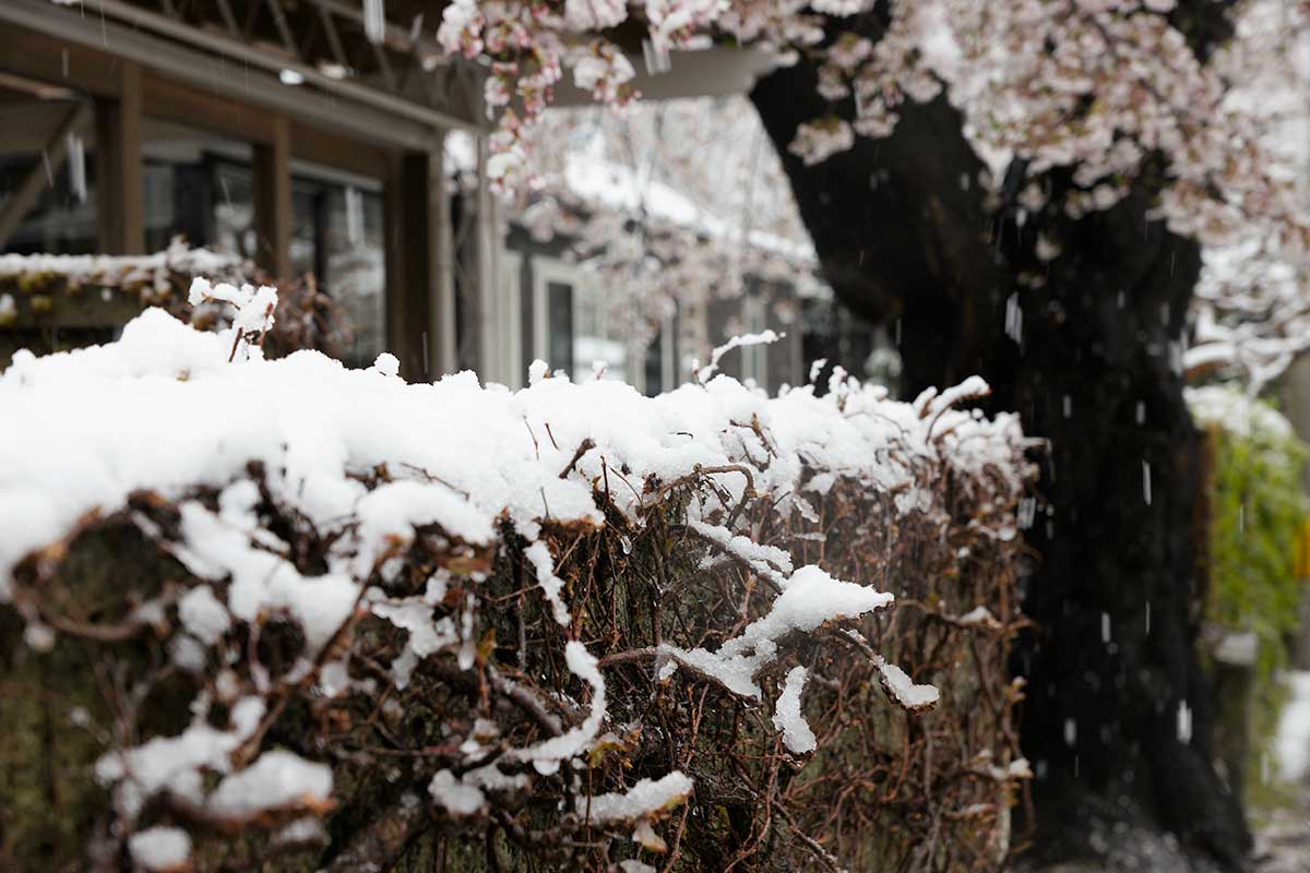 桜に雪