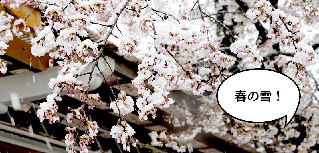 満開の桜に雪！春の大雪で一面白く染まる立川と桜【立川フォト】