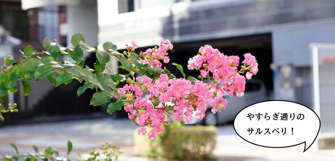 錦町のやすらぎ通りにサルスベリの花が咲いている