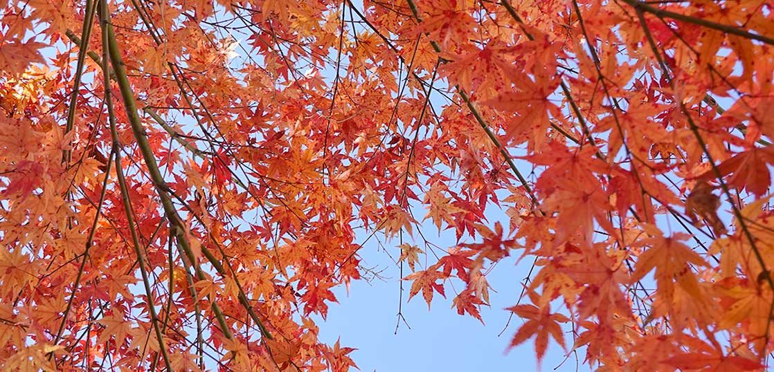 なんでもない立川 紅葉・黄葉に色づく若葉町の中央公園（2020年12月上旬・朝）