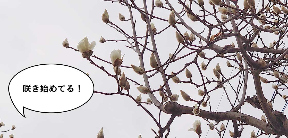 春はすぐそこ！立川市の市の花「コブシ」が咲き始めてる