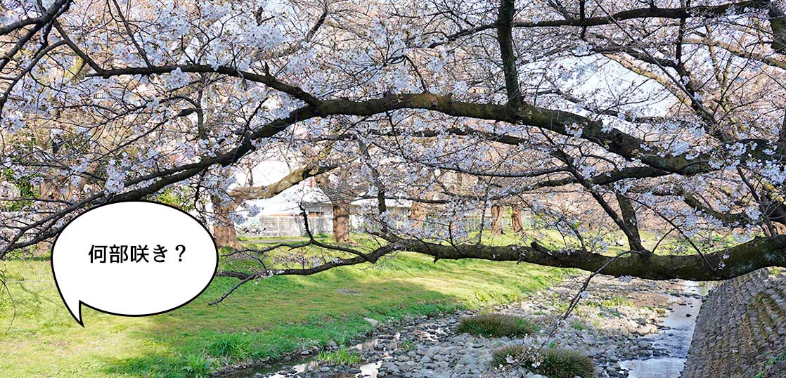 何部咲き？立川の桜名所、根川緑道の桜の咲き具合を見てきた（2021年3月23日時点）