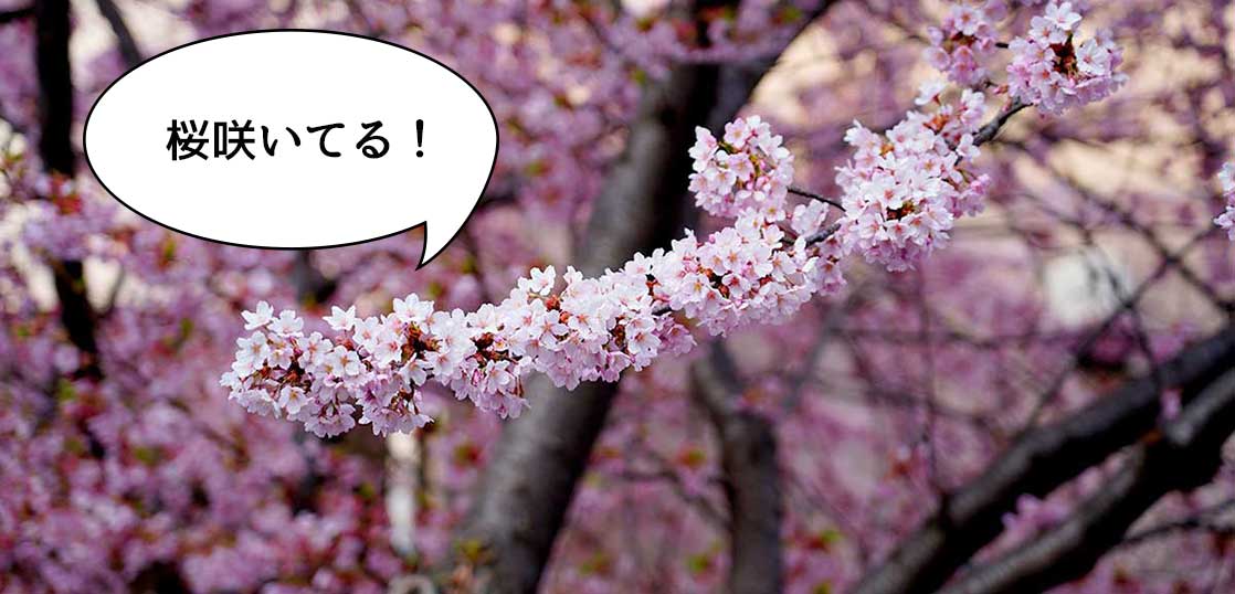 満開！立川駅北口の緑川通りと国営公園南通が交差するところに河津桜が咲いてる