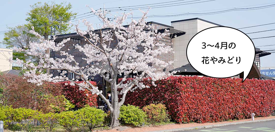 3月から4月の間に立川市のいろんなところで撮影した花・草木たち （2021年3〜4月）【立川フォト】