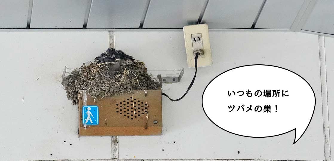 【動画アリ】すくすく育ってる！立川駅南口のいつもの場所にツバメの巣ができてる