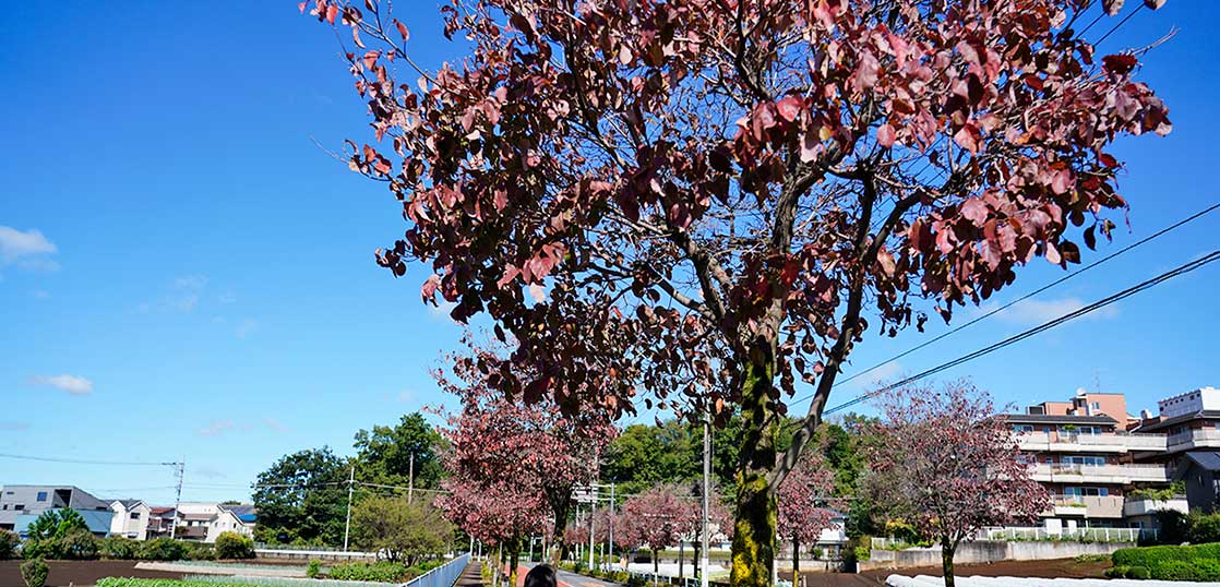 今が見ごろ！平成新道のハナミズキ並木が紅葉してて超キレイ。ただし幸町エリア限定【立川フォト】