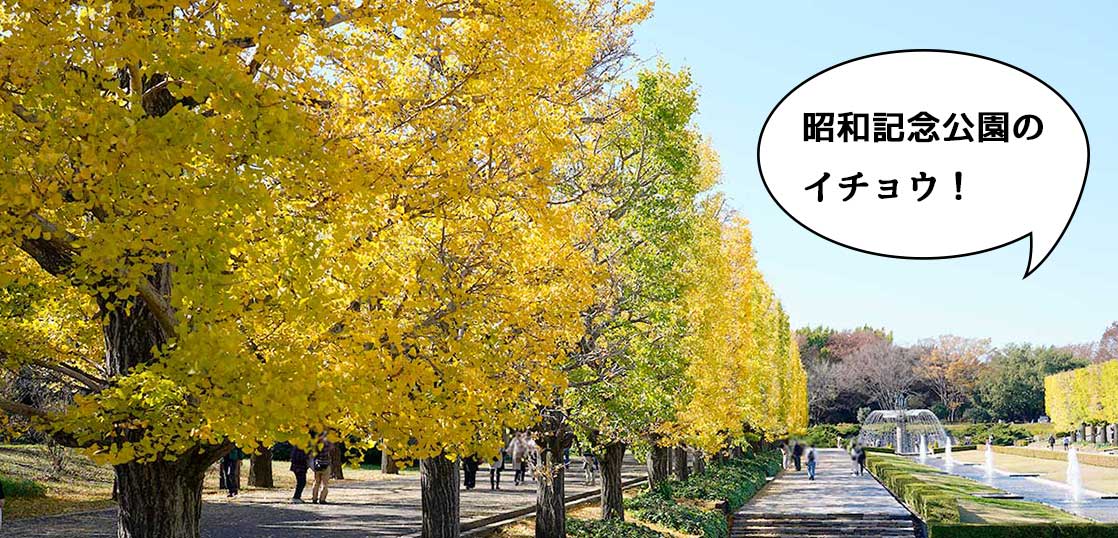今の紅葉ぐあいはどんな感じ？11月15日に昭和記念公園の黄葉・紅葉を見に行ってきたよ〜！