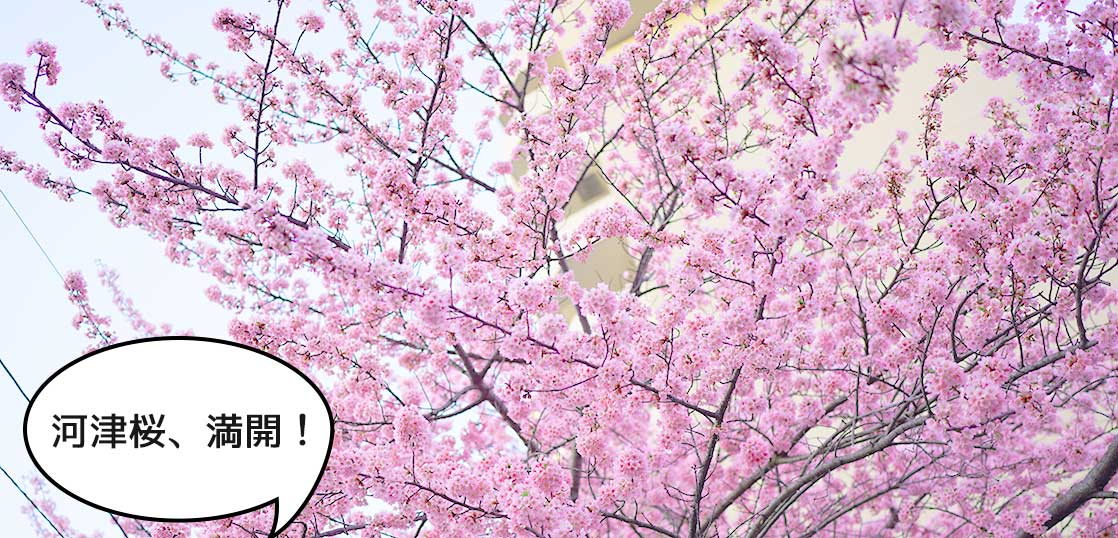 春ですねぇ〜。立川駅北口の緑川通りと国営公園南通りが交差するところの河津桜が満開【立川フォト】