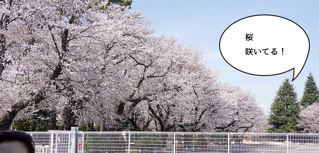 立川市のいろんなところでコブシと同時に桜が咲き始めてる