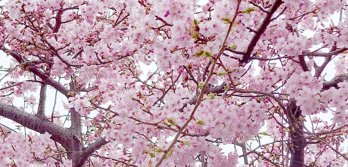 春だワァ〜〜〜〜。立川市内のいろんな場所で梅や河津桜が咲きはじめてる【立川フォト】