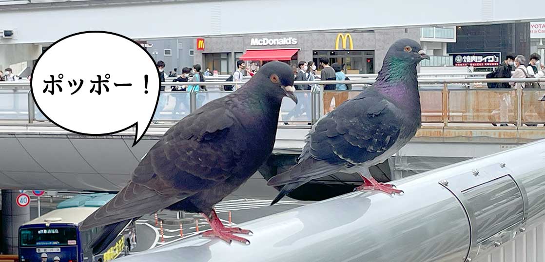 なんでもない立川 立川駅南口のデッキに群がる鳩