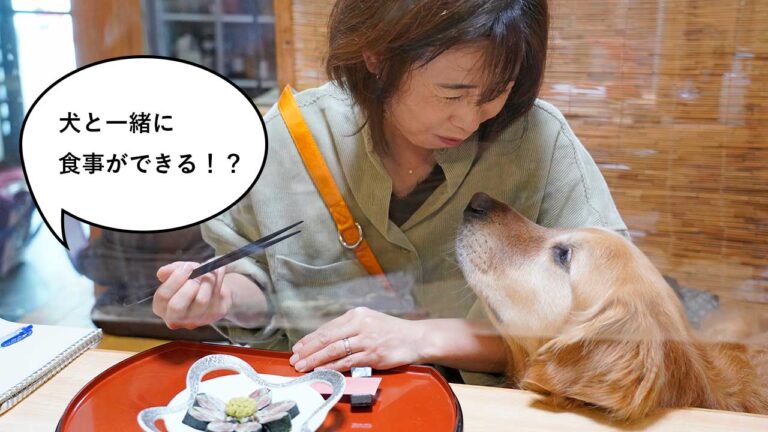 犬と座敷で食事できる 東京都でわずか5軒しかない犬同伴okの寿司屋 富士見町 立川松栄寿司 に行ったらスゴすぎた いいね 立川 犬と座敷で食事できる 東京都でわずか5軒しかない犬同伴okの寿司屋 富士見町 立川松栄寿司 に行ったらスゴすぎた いいね 立川