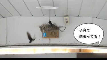 子育てがんばってる！立川駅南口エスカレーター上にツバメの巣ができてる