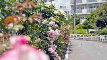 バラいっぱい！JR南武線・錦町踏切ちかくのフェンス沿いに咲く色とりどりの薔薇たち【立川フォト】